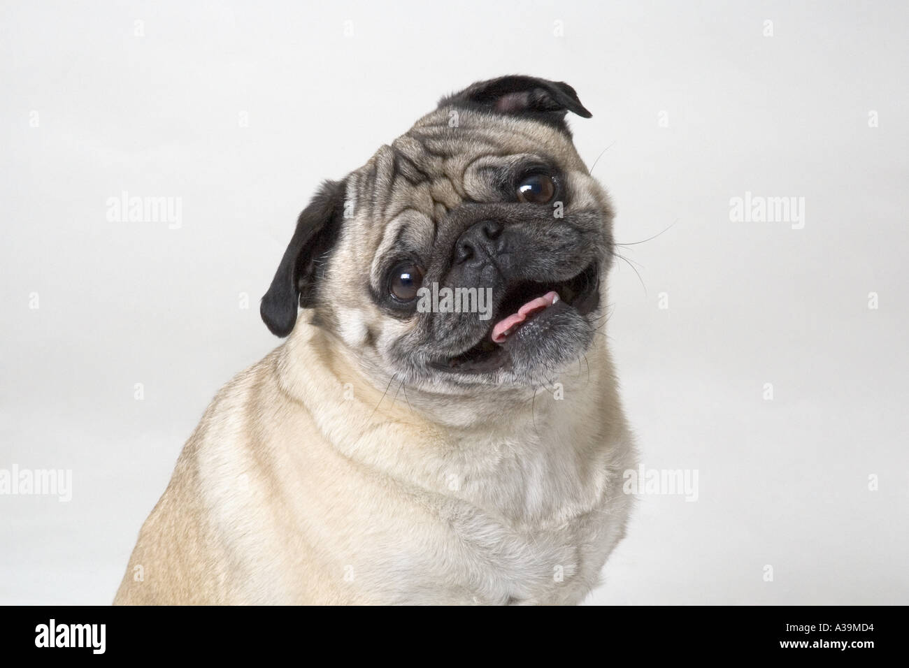 Smiling pug 2025