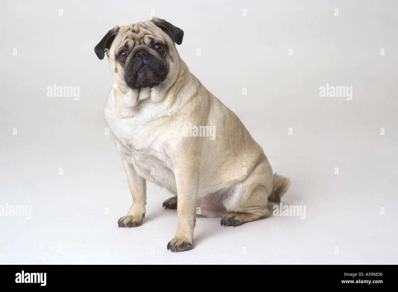 Portrait of sitting pug dog Stock Photo