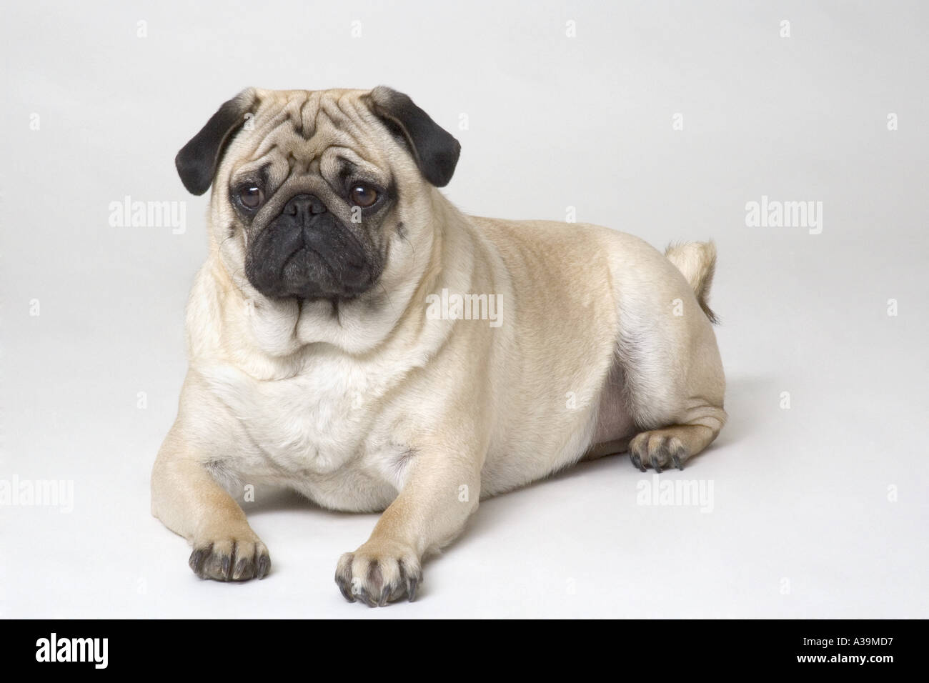 Portrait of a pug dog Stock Photo