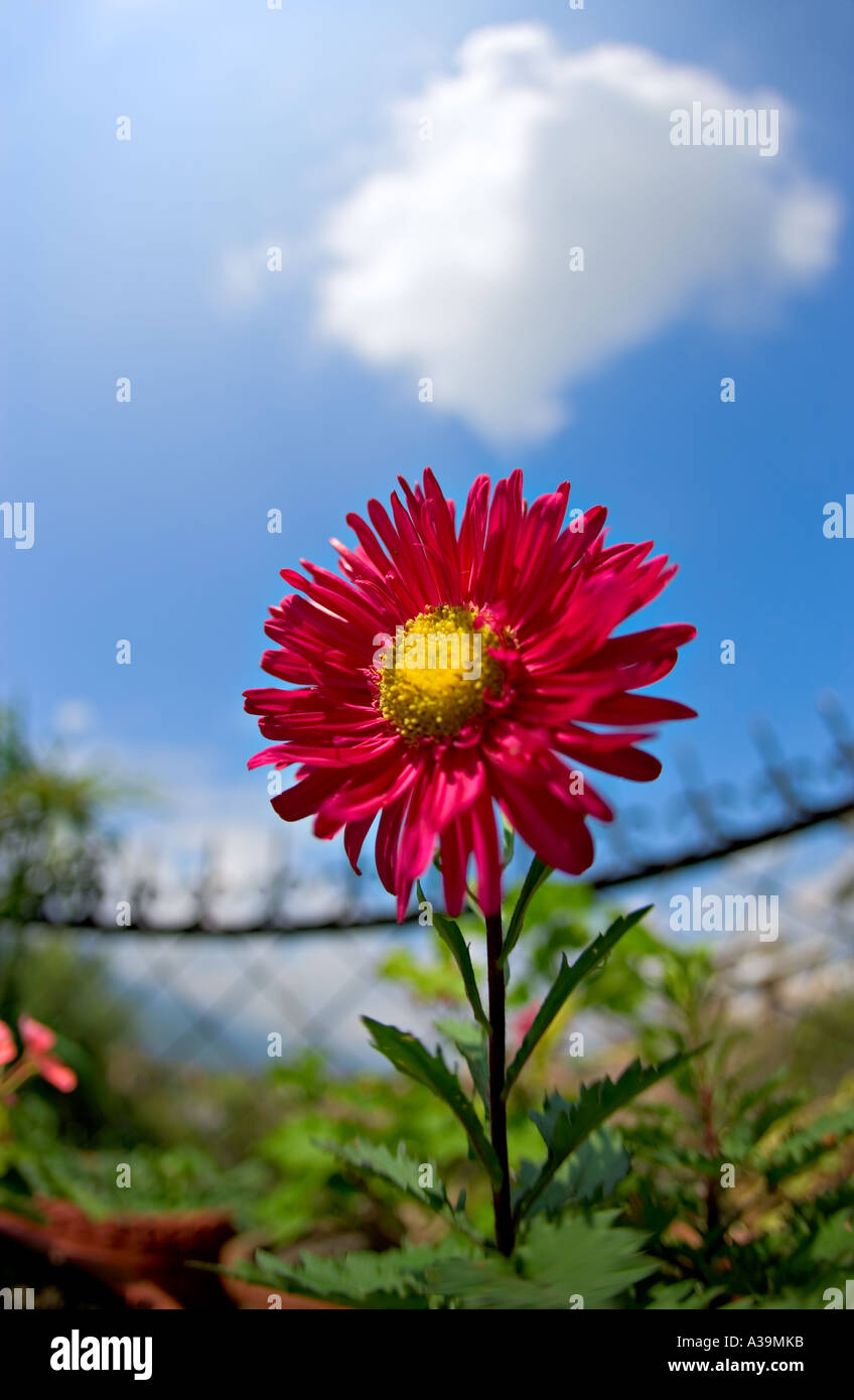 Chrysanthemum fish hires stock photography and images Alamy
