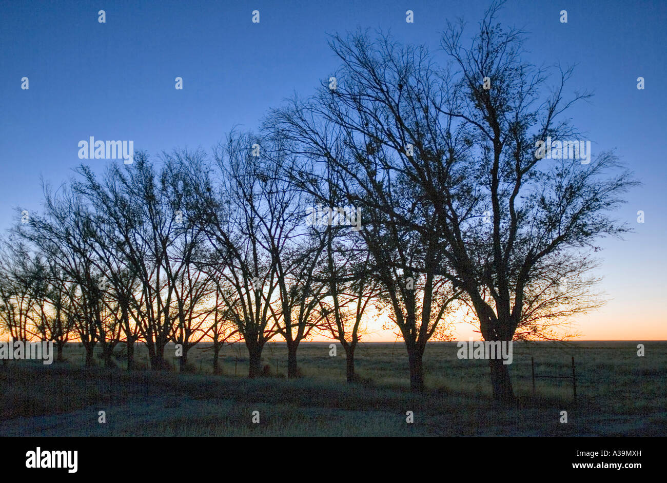 Elm Tree Rows American elm trees hi-res stock photography and images - Alamy