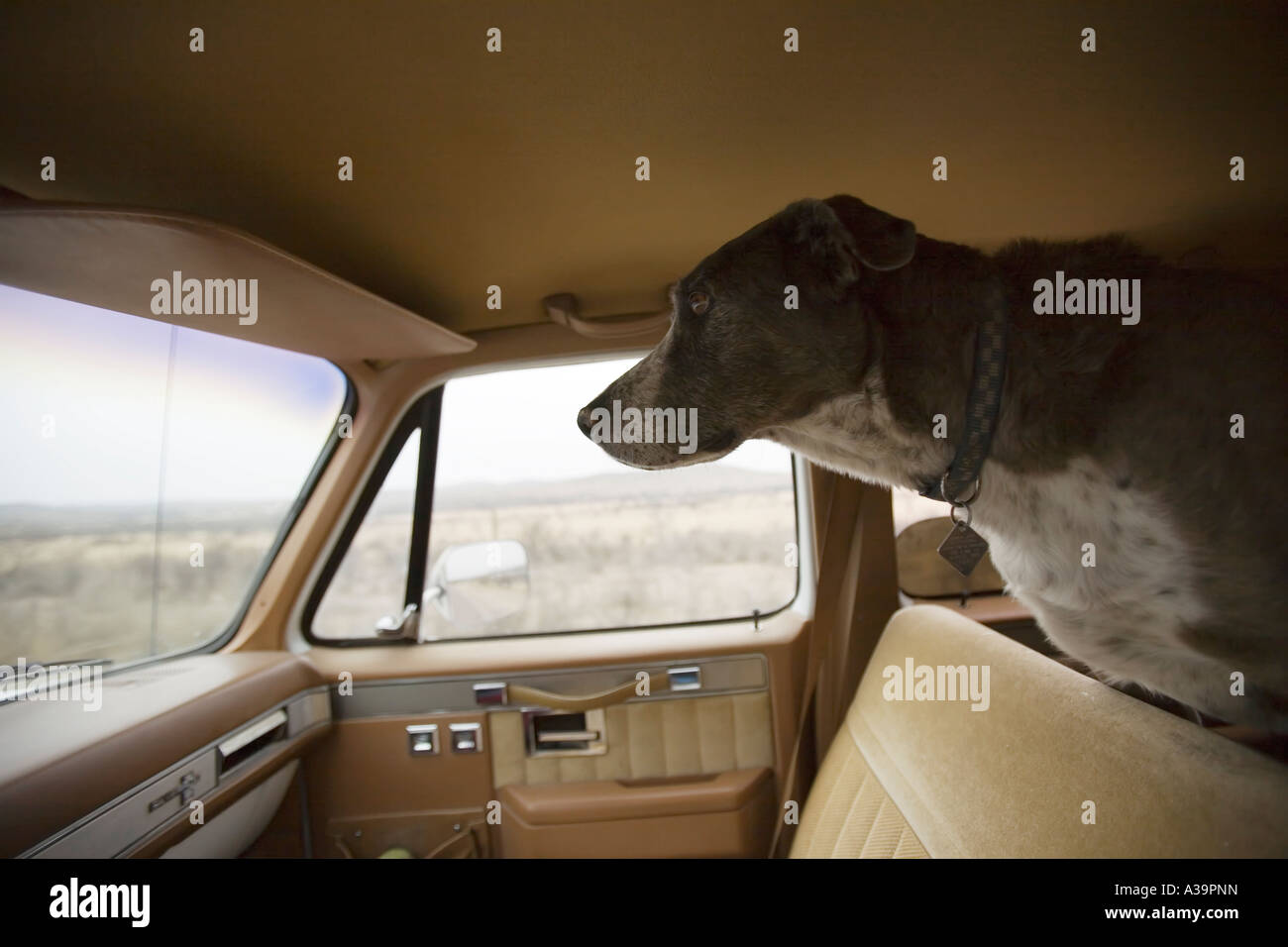 Will A Dog Jump Out Of A Moving Car