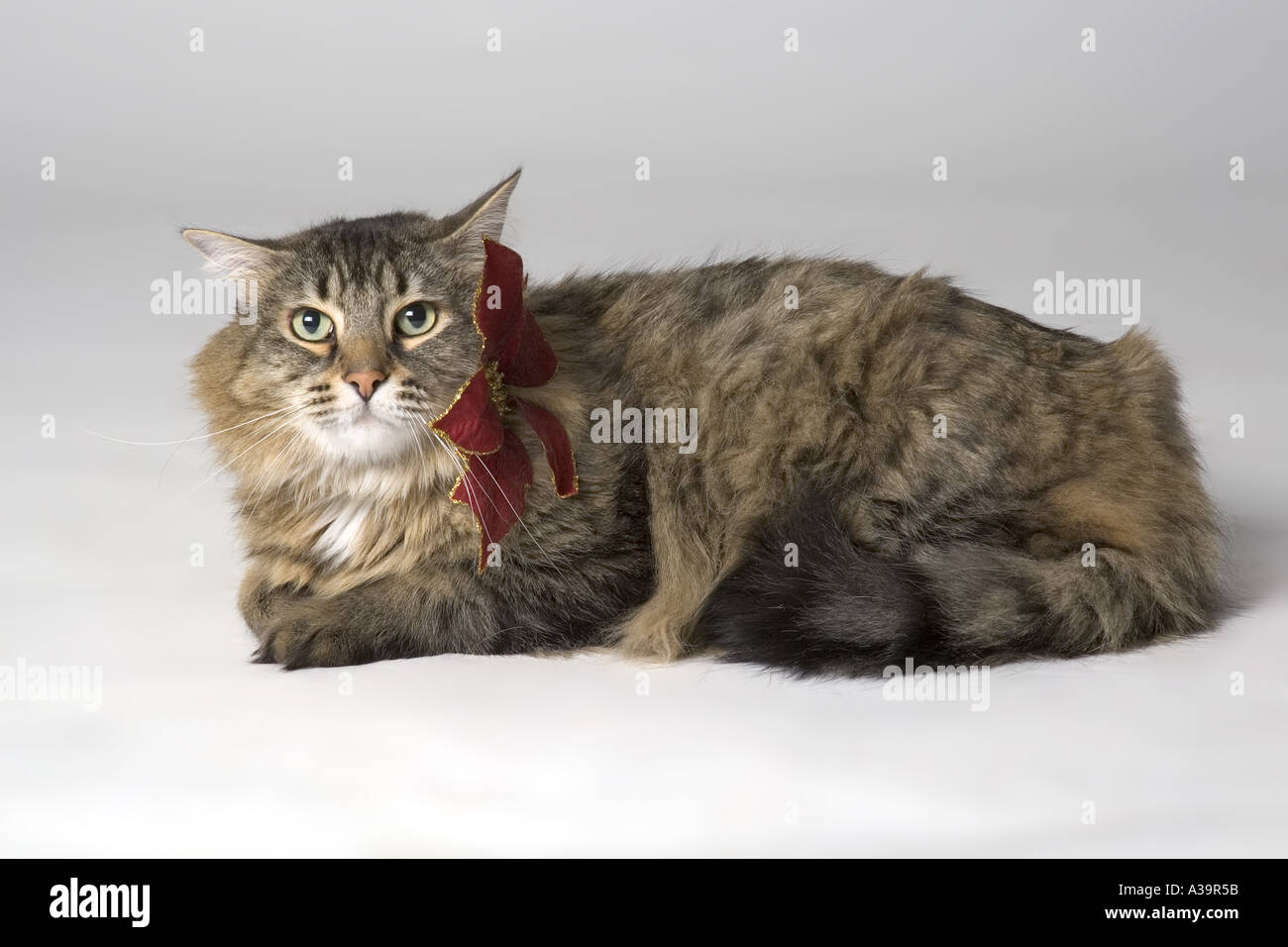 Long haired cat Stock Photo - Alamy