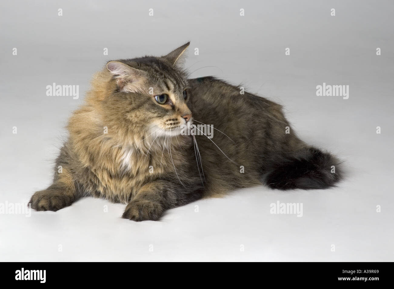 Portrait of long haired cat Stock Photo - Alamy