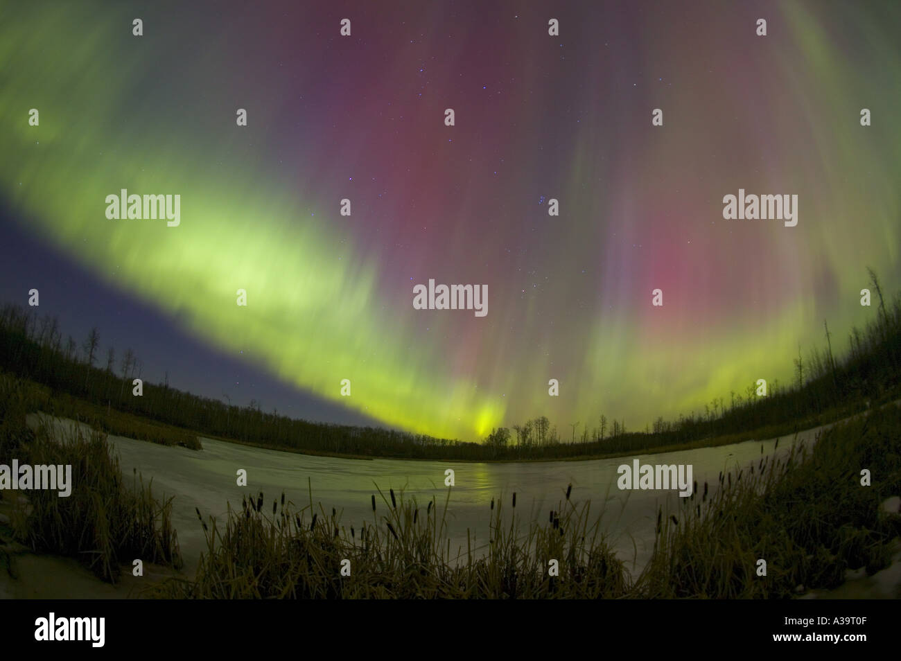 Northern lights, Edmonton, Alberta, Canada Stock Photo - Alamy