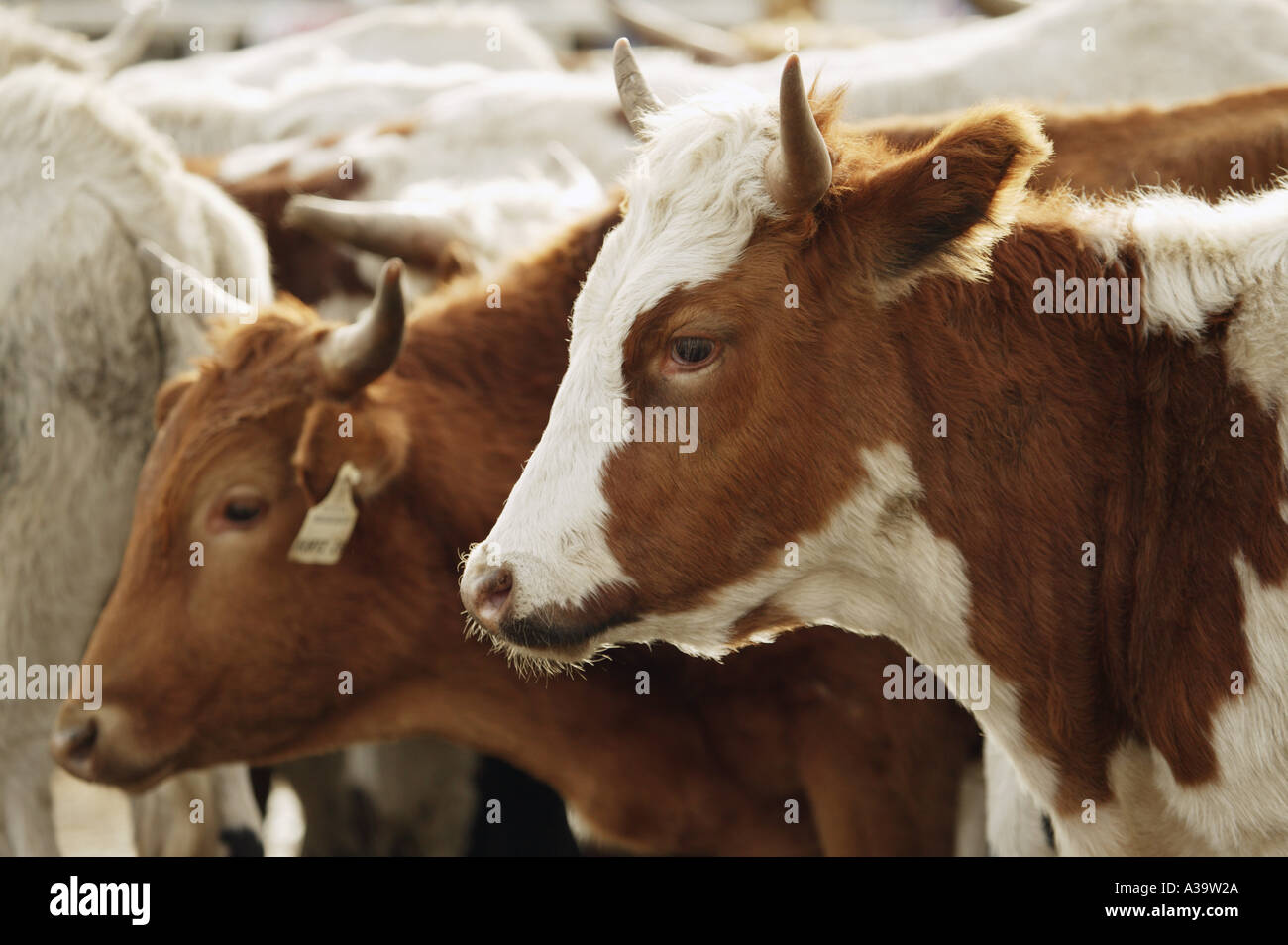 Herd of cattle Stock Photo
