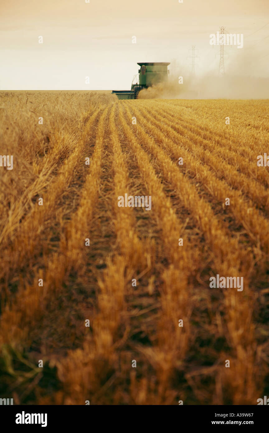 Wheat harvest time hi-res stock photography and images - Alamy