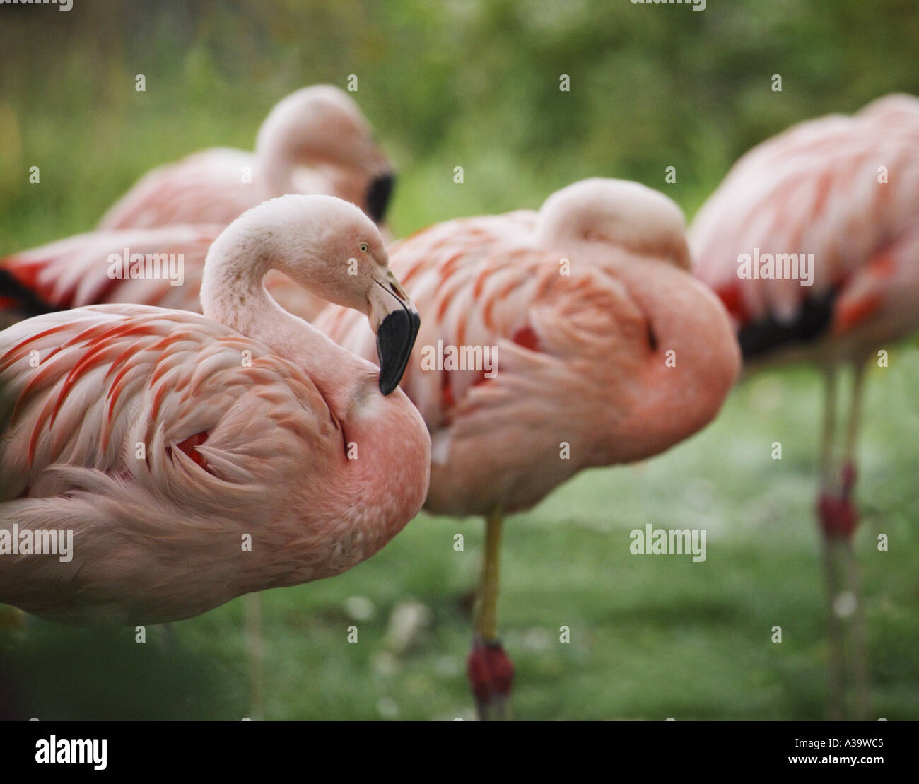 Flamingo flock Stock Photo