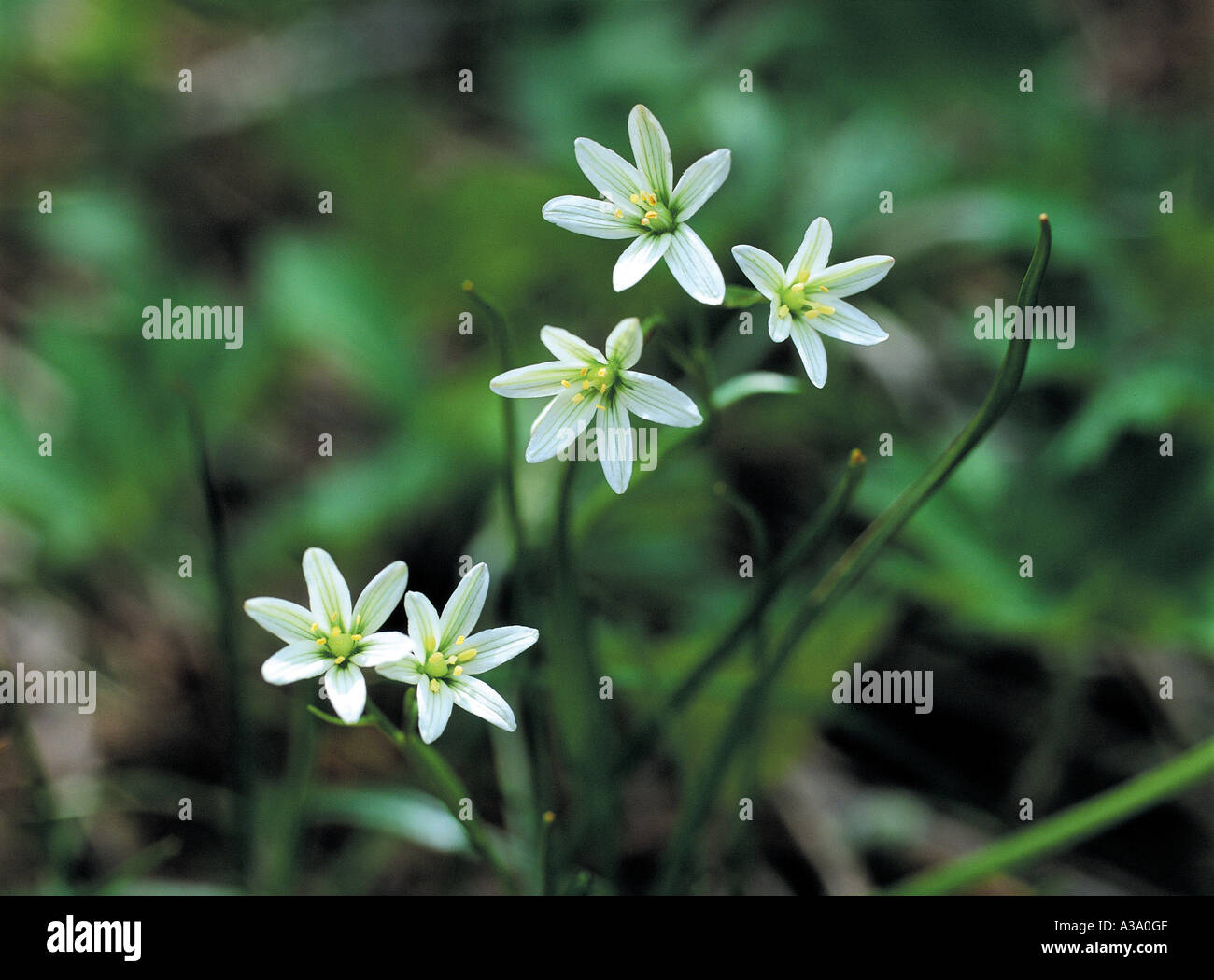 Korea,Lloydia triflora,Hamback mountain,grass,weed Stock Photo