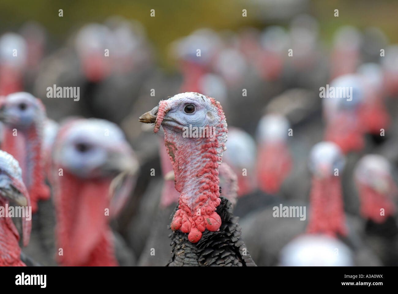 Kelly Bronze Turkeys at Home Farm Condover Shropshire UK Stock Photo