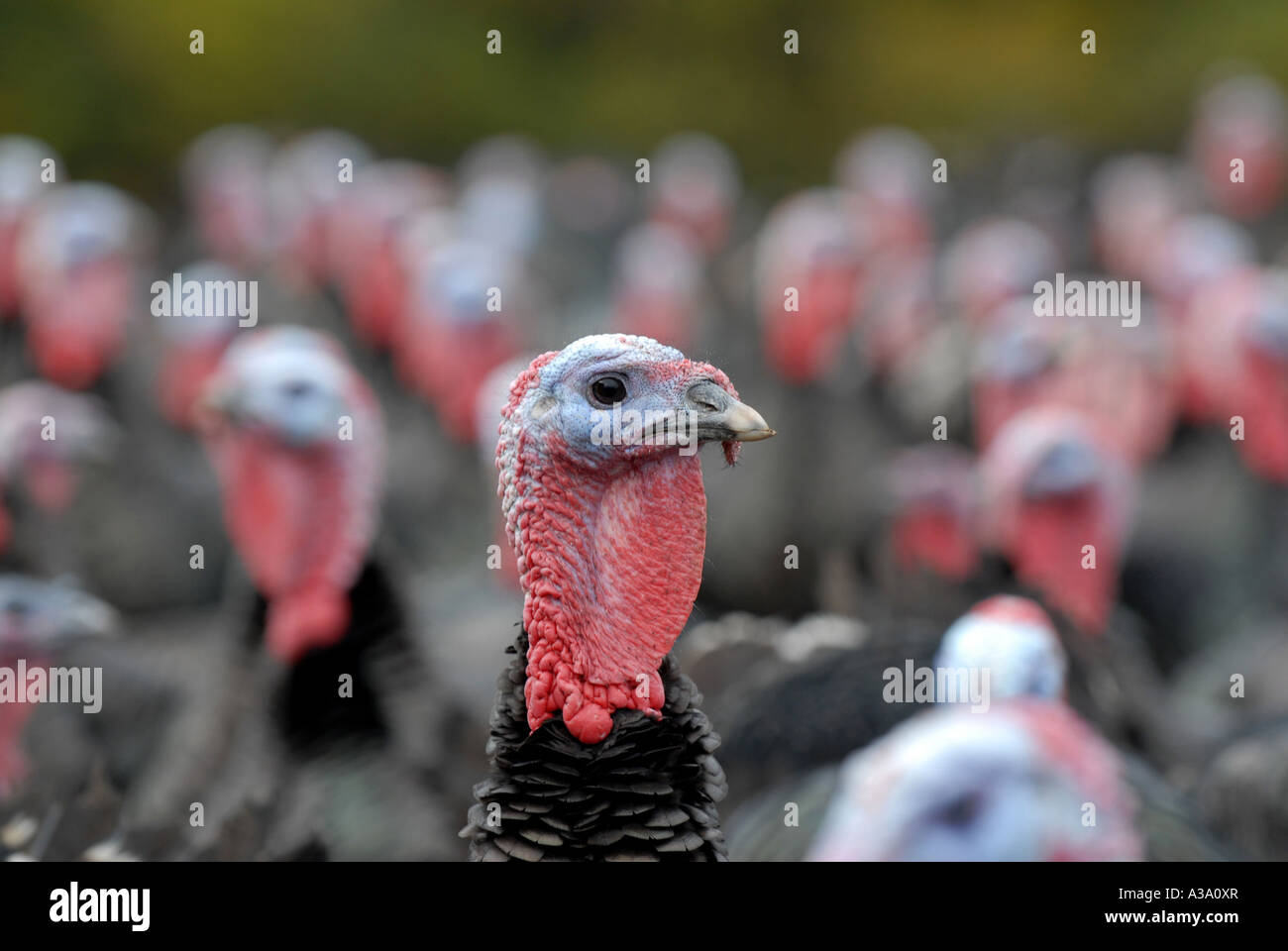 Kelly Bronze Turkeys at Home Farm Condover Shropshire UK Stock Photo
