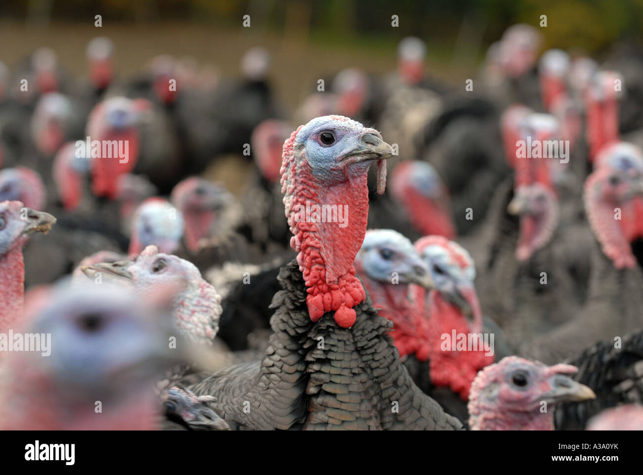 Kelly Bronze Turkeys at Home Farm Condover Shropshire Stock Photo Alamy