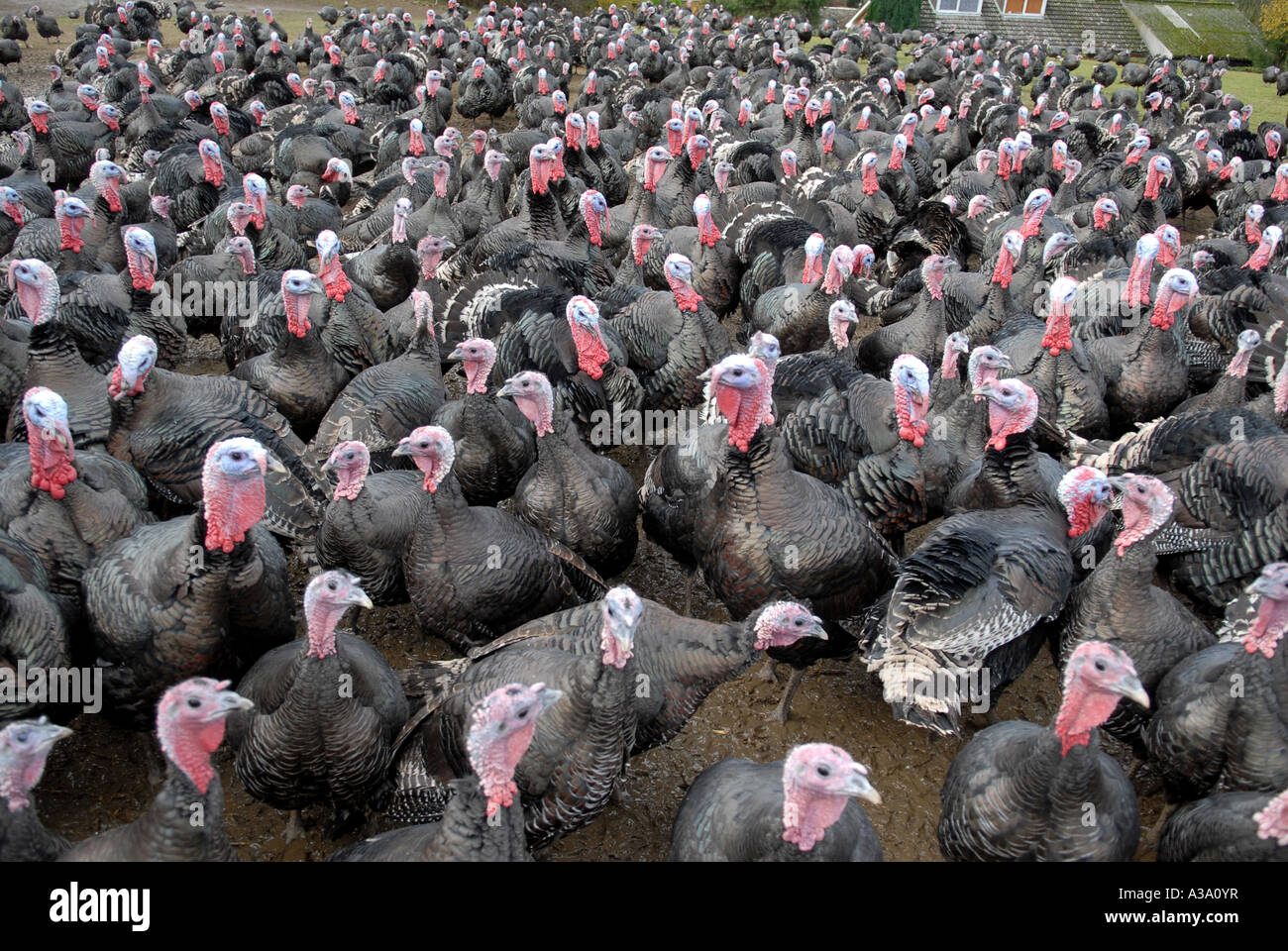 Kelly bronze turkeys hires stock photography and images Alamy