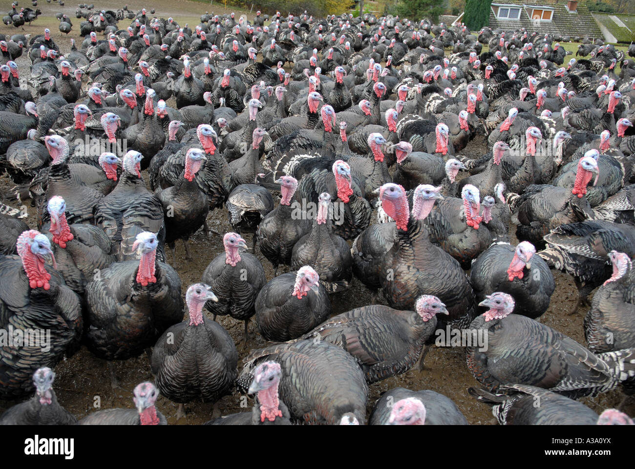 Kelly Bronze Turkeys at Home Farm Condover Shropshire Stock Photo Alamy
