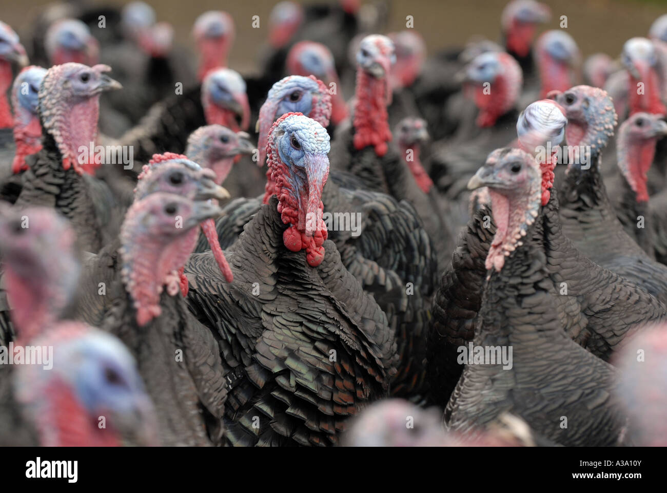 Kelly Bronze Turkeys at Home Farm Condover Shropshire UK Stock Photo