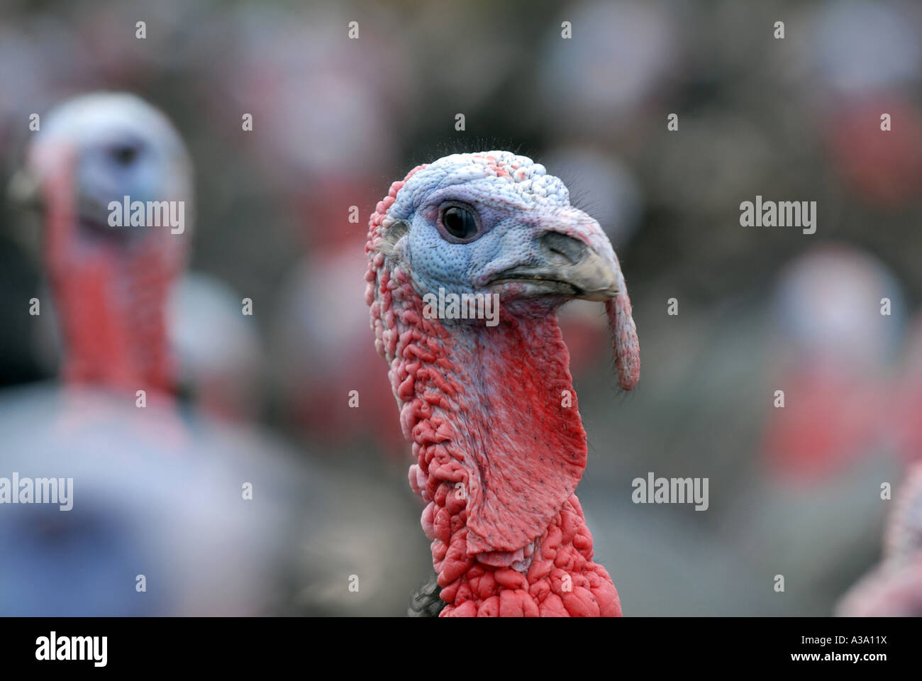 Kelly Bronze Turkeys at Home Farm Condover Shropshire Stock Photo Alamy