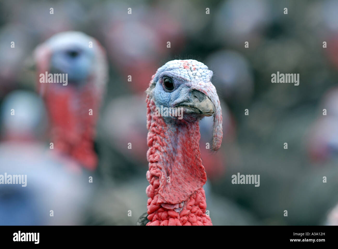 Kelly Bronze Turkeys at Home Farm Condover Shropshire Stock Photo Alamy