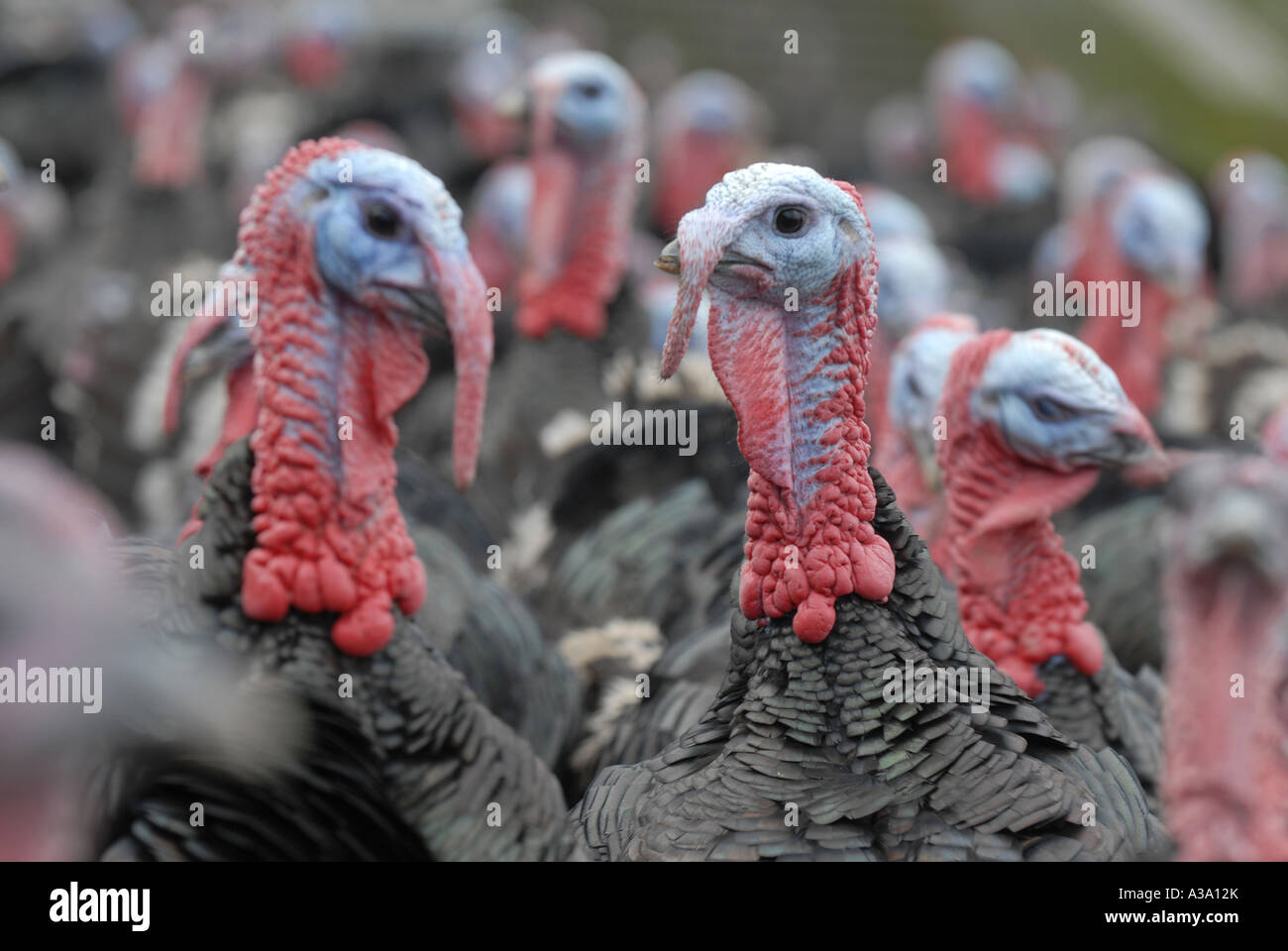 Kelly bronze turkey hires stock photography and images Alamy