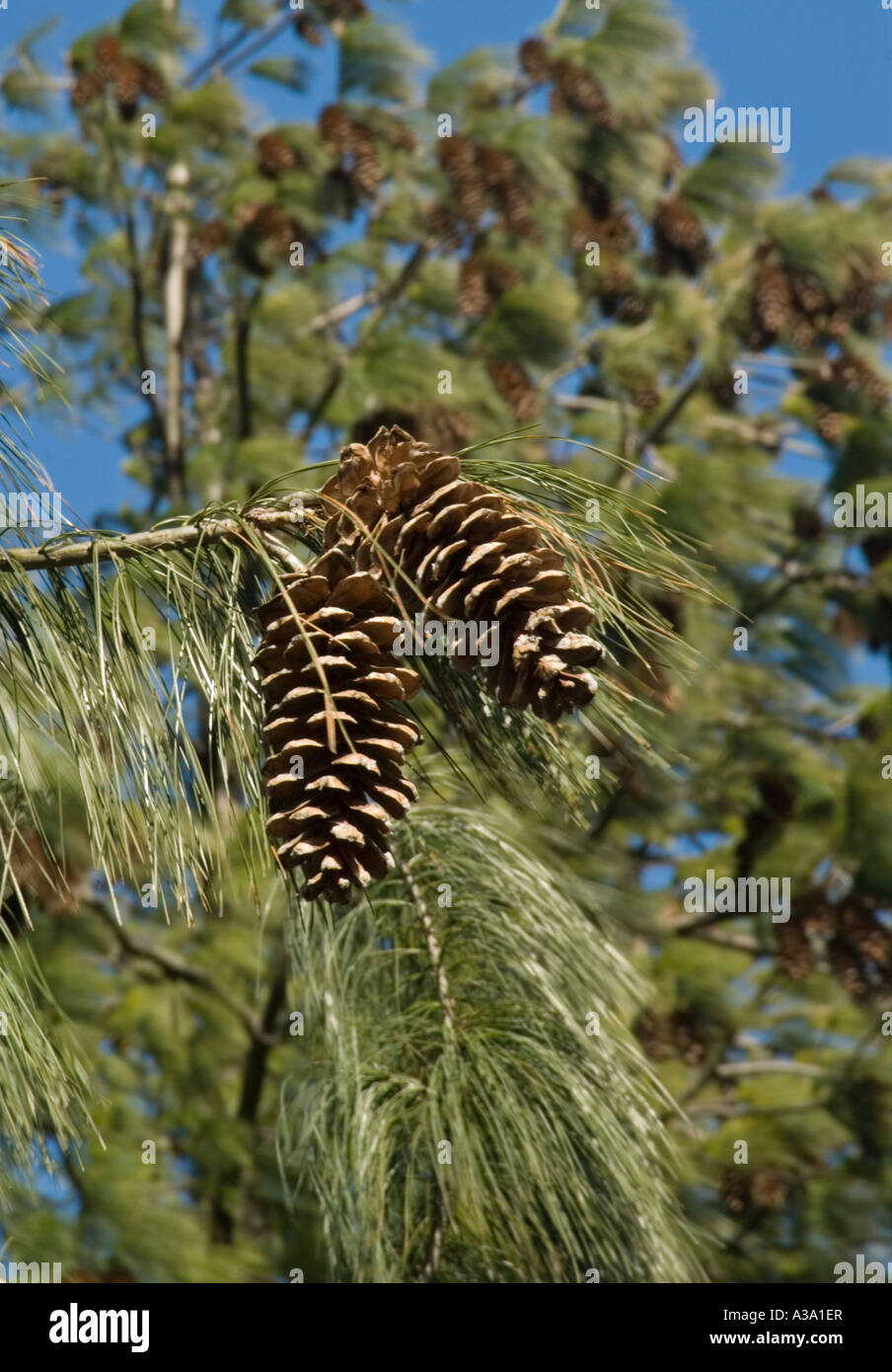 Pine Cones from Himalayan White Pine Tree Stock Photo