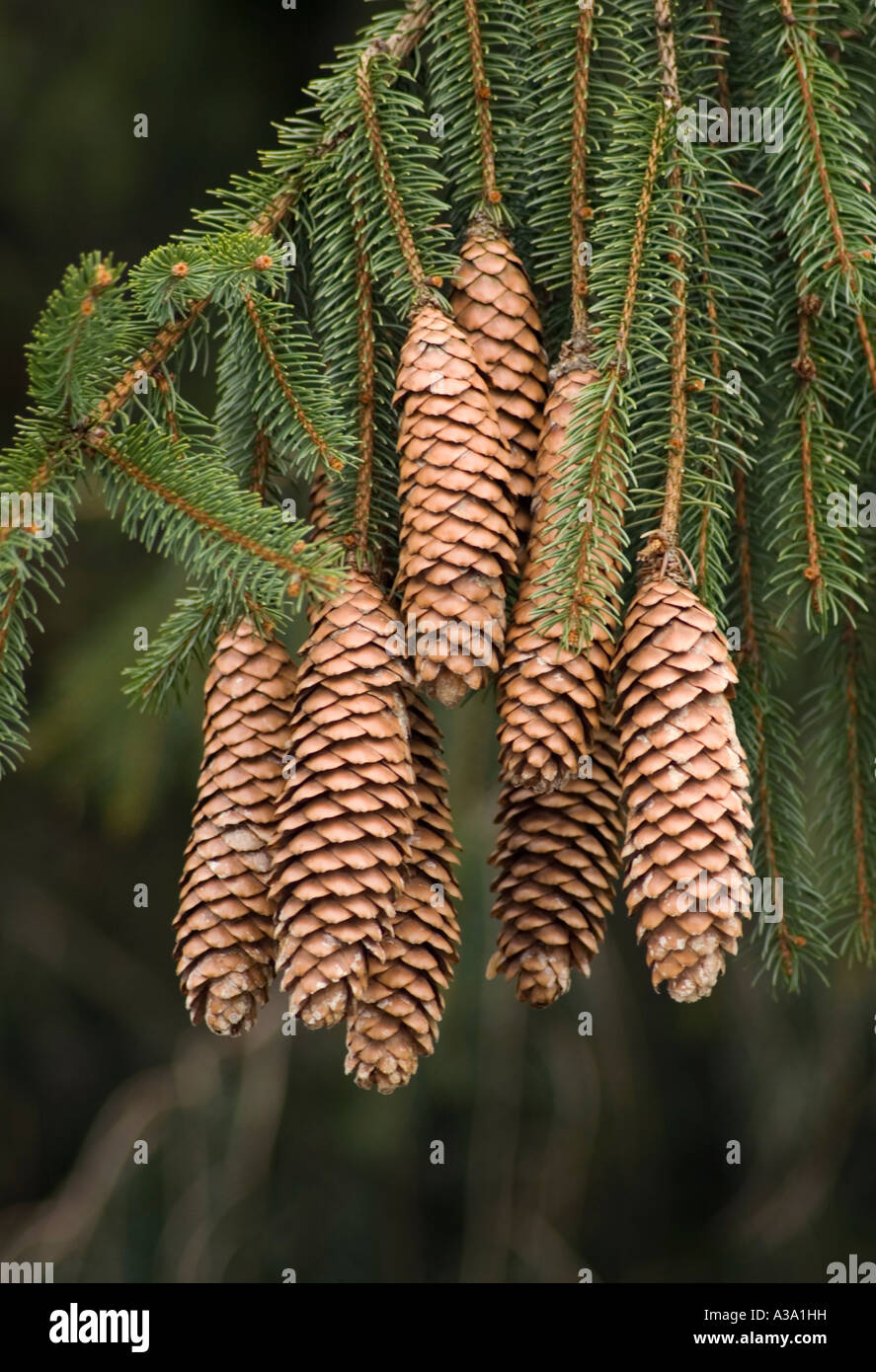 Norway Spruce Pine Cones Stock Photo