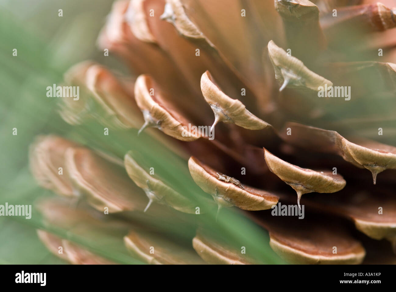 Pine Cone from Pitch Pine Tree Stock Photo