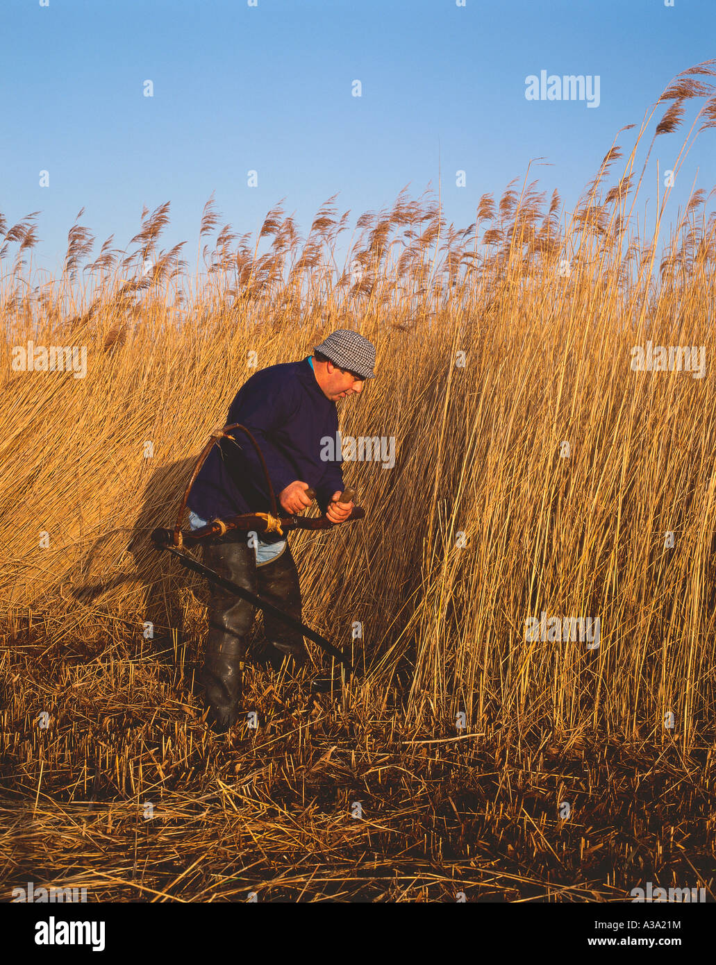 Marsh Man Cutting Reed at How Hill Norfolk UK Stock Photo Alamy