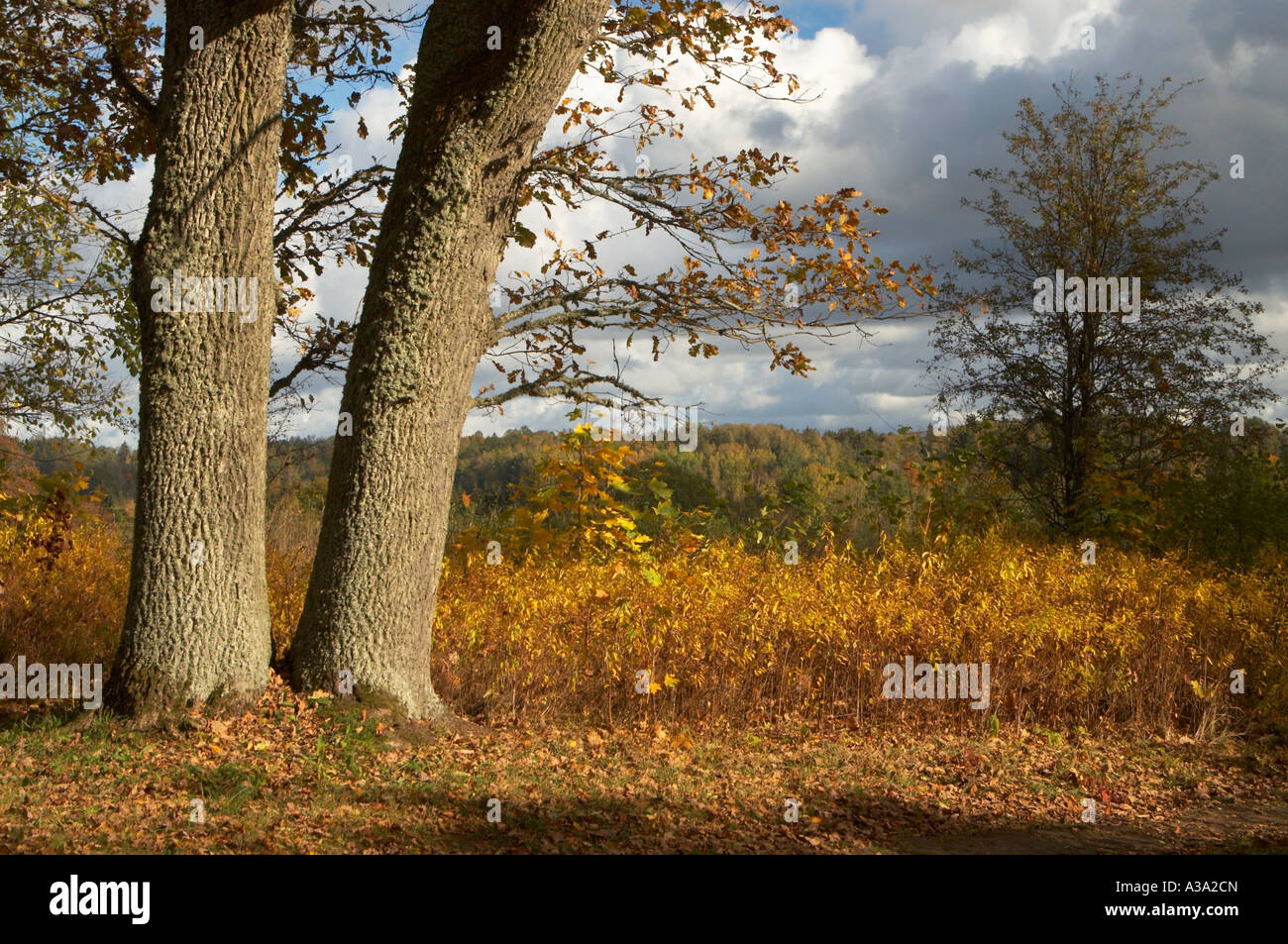 Autumn landscape horizontal daytime Stock Photo - Alamy
