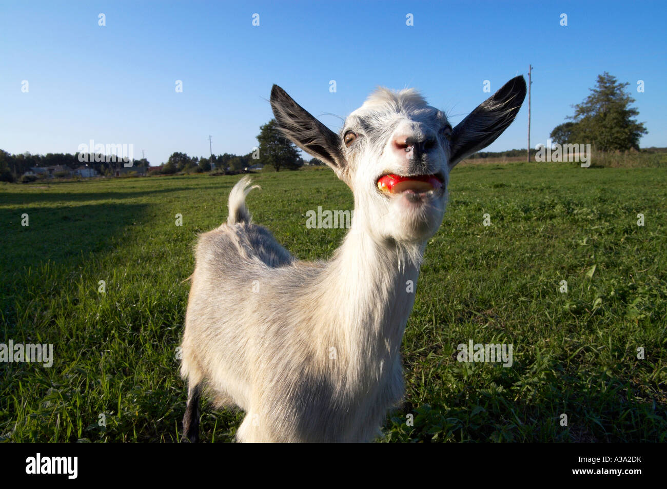 Funny goat eating apple Stock Photo Alamy