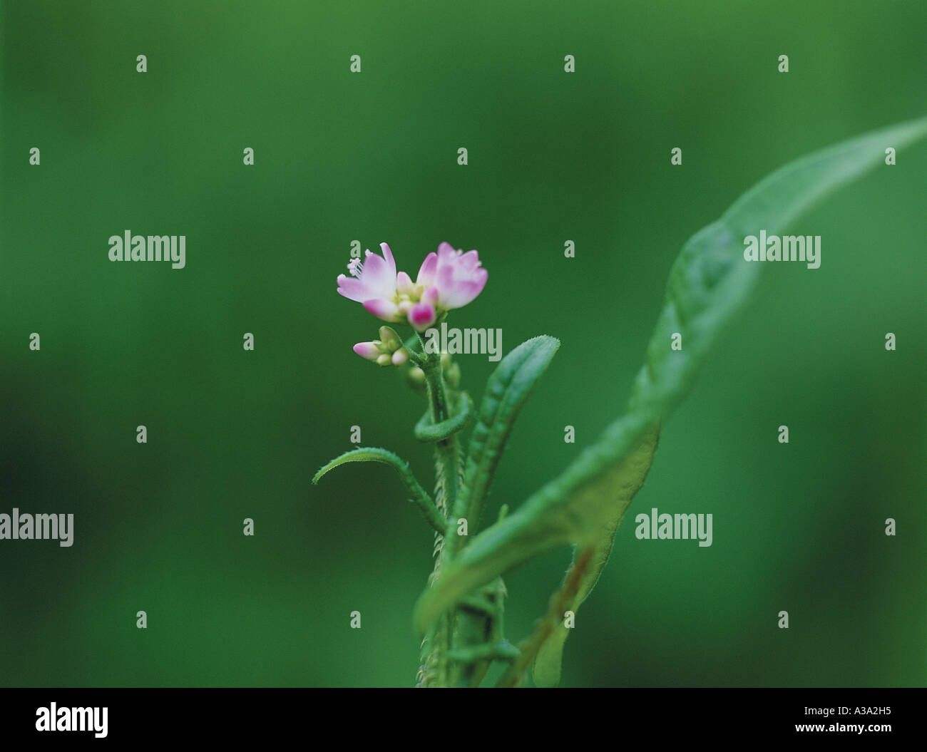 Persicaria perfoliata,nature,wild flower,plant,pla Stock Photo