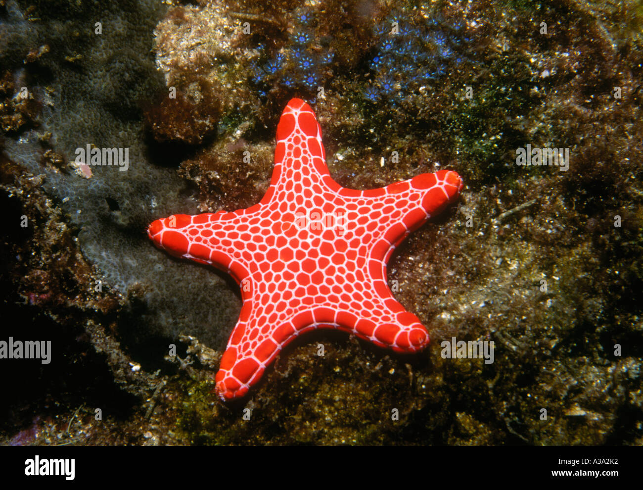 A Vermillion Biscuit Starfish, Pentagonaster duebeni. Stock Photo