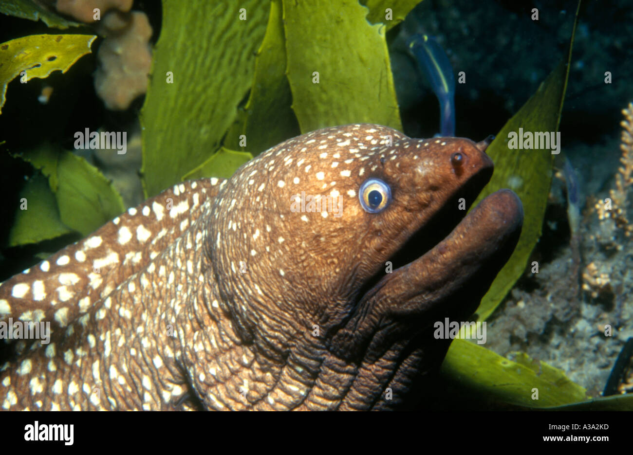 Saw-Tooth Moray Eel, Gymnothorax prionodon Stock Photo