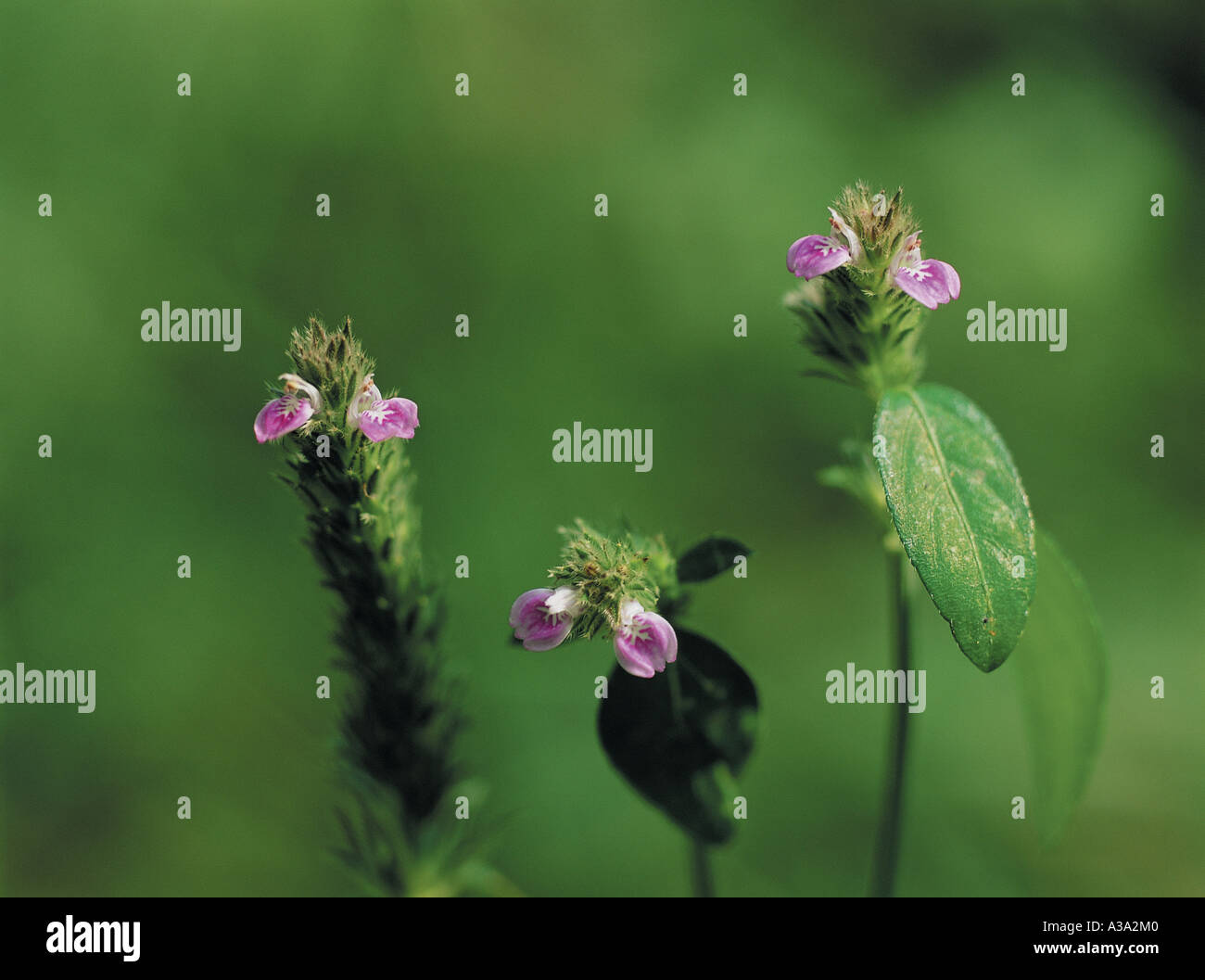 Justicia procumbens,grass,weed,nature,wild flower, Stock Photo