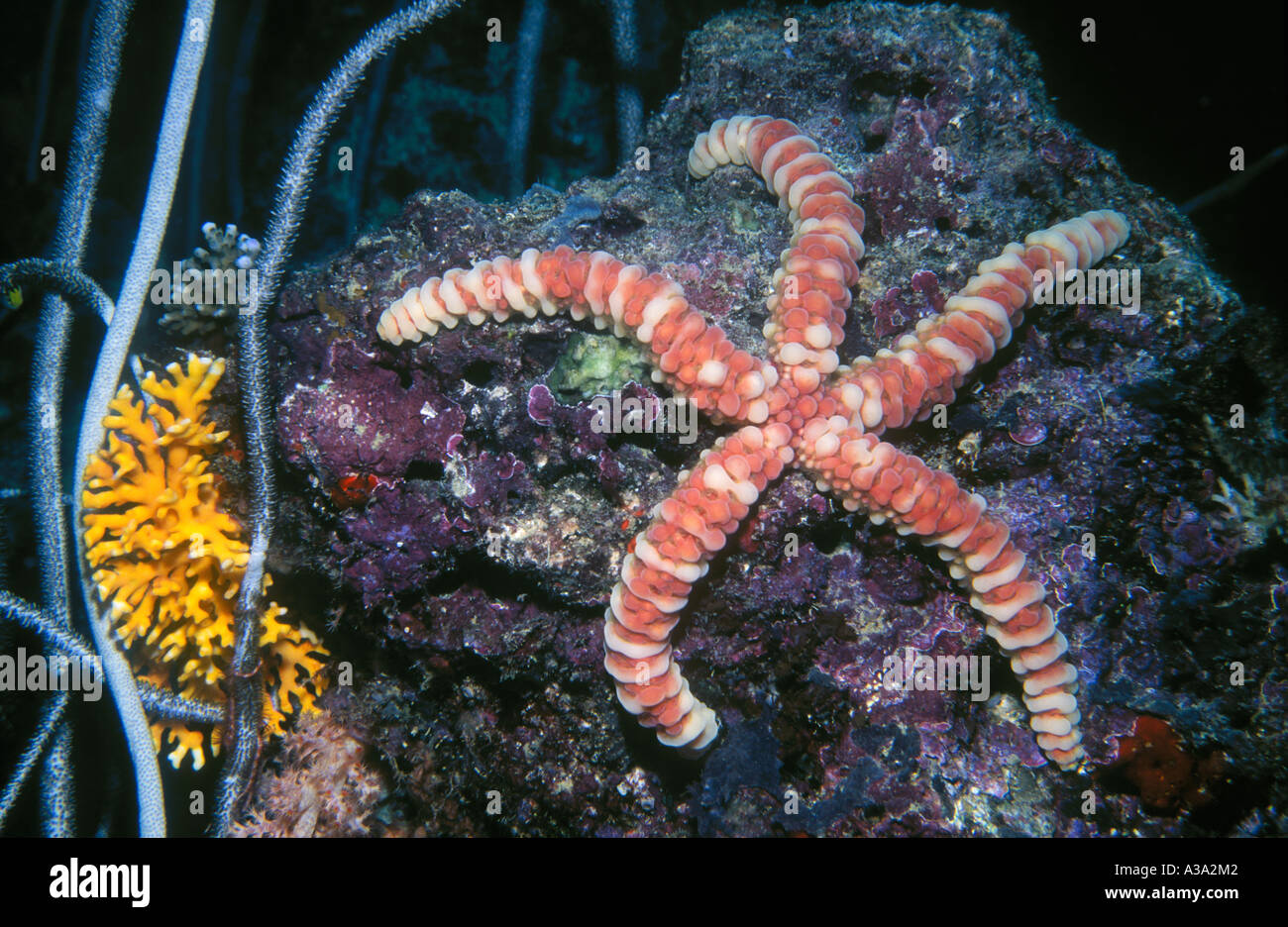 Seastar hi-res stock photography and images - Alamy