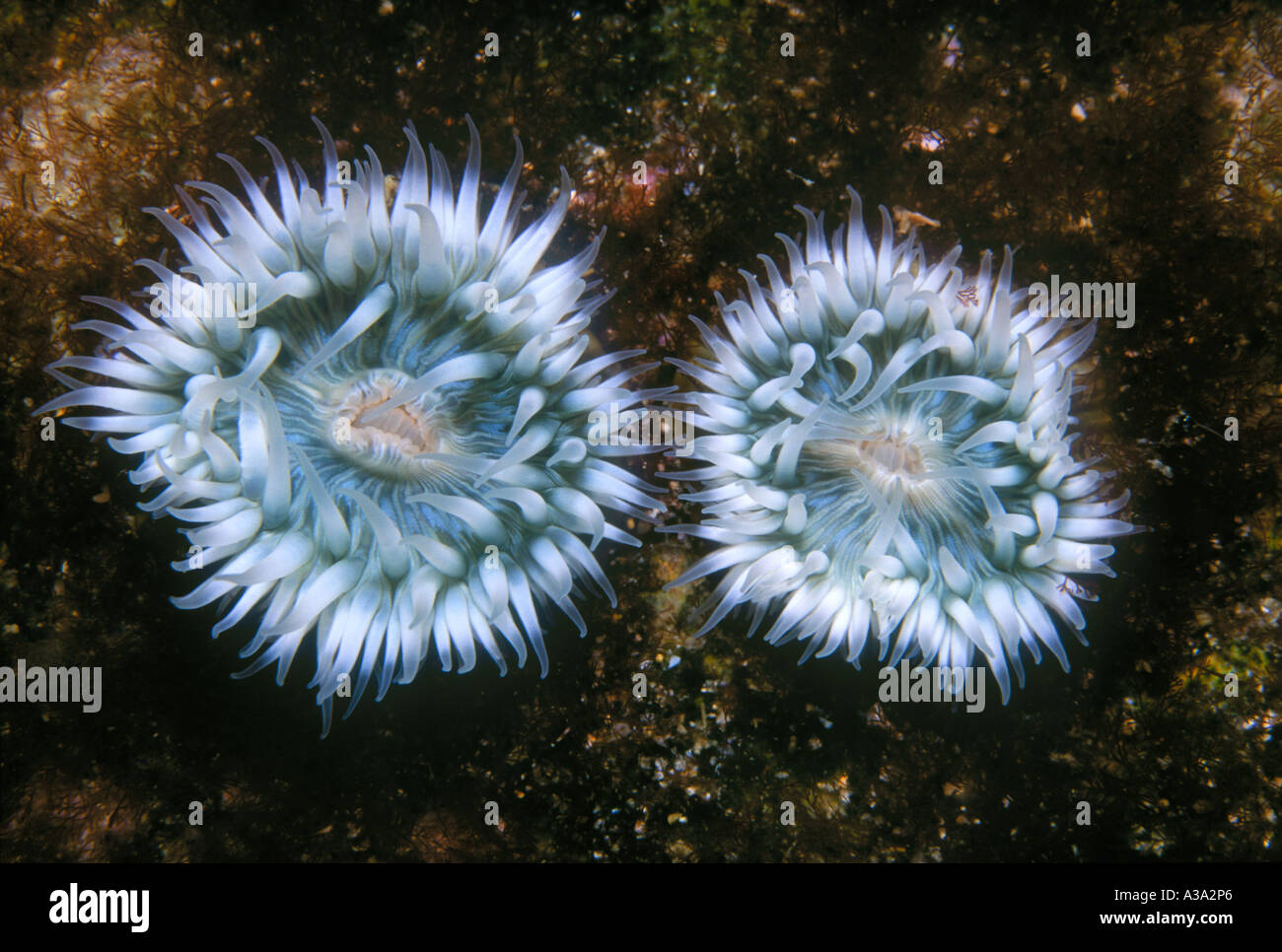 two White Striped Sea Anemones, Anthothoe albocincta Stock Photo