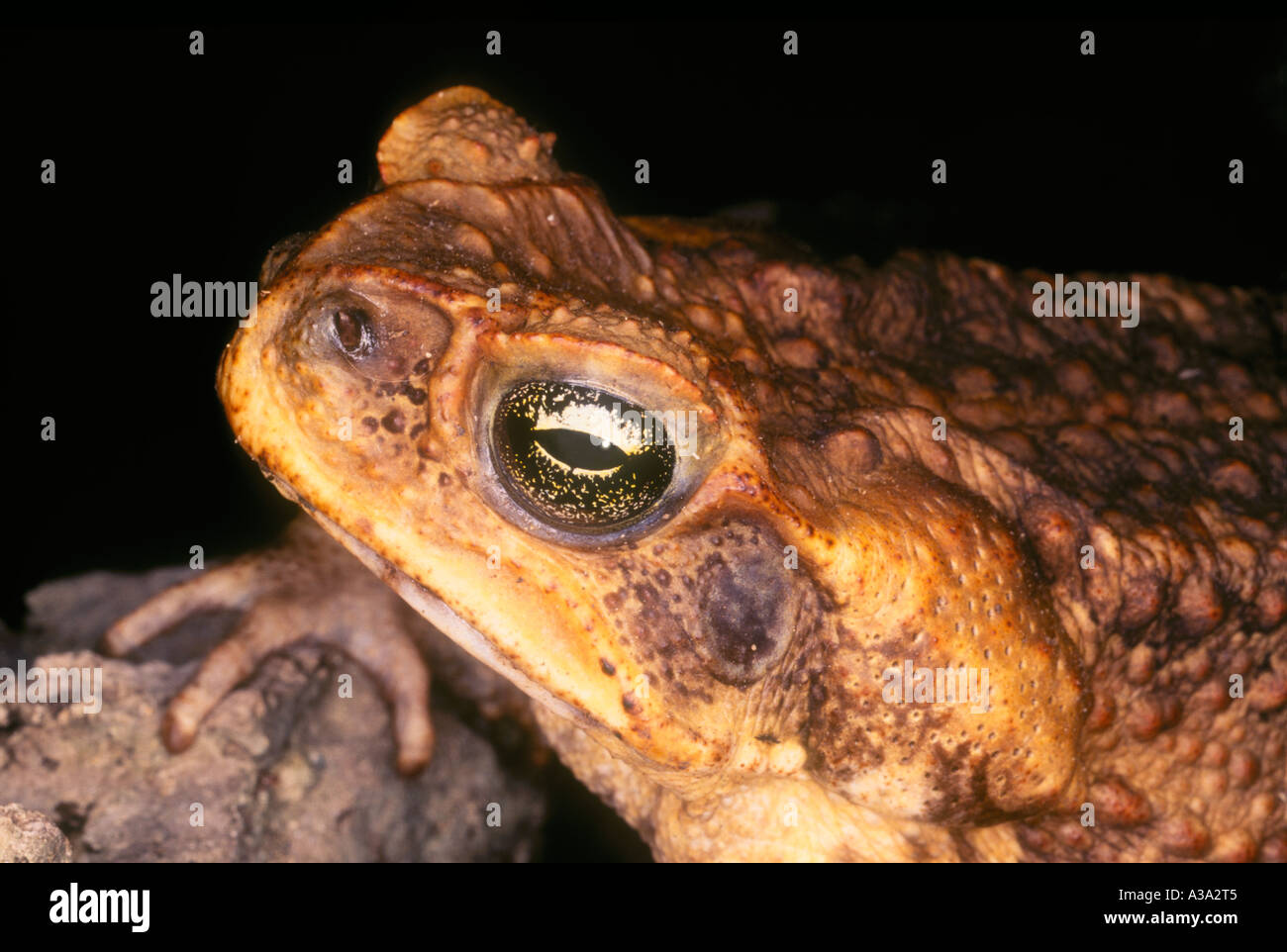 Cane Toad portrait Stock Photo