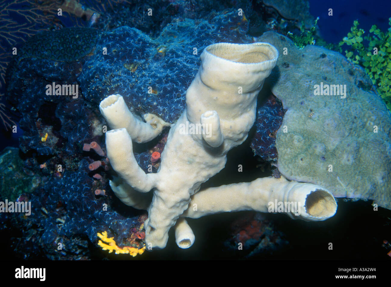 Tube Sponges on the Reef Stock Photo