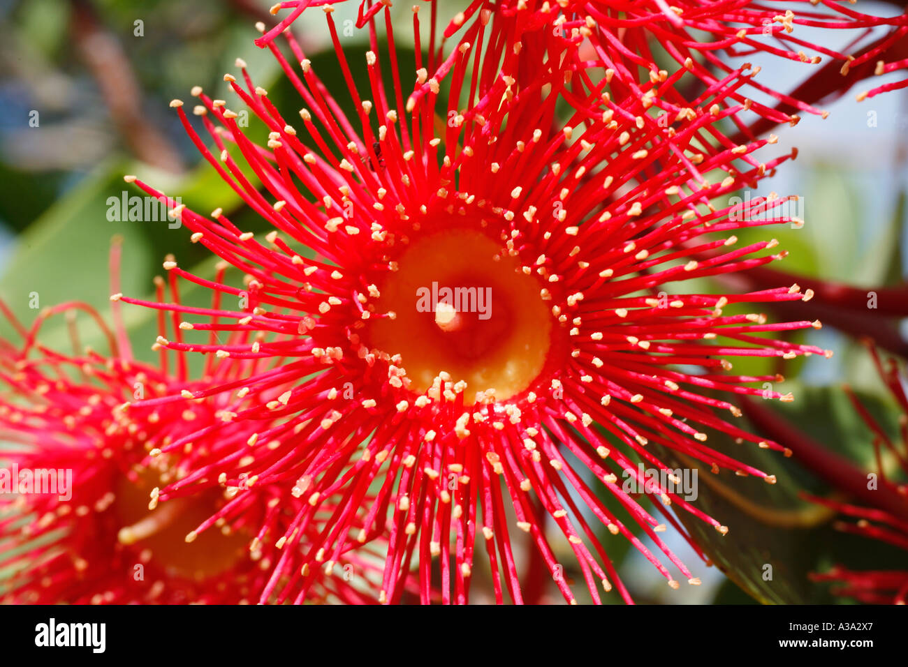 Flowers of the red flowering gum, Corymbia ficifolia. Australia Stock Photo