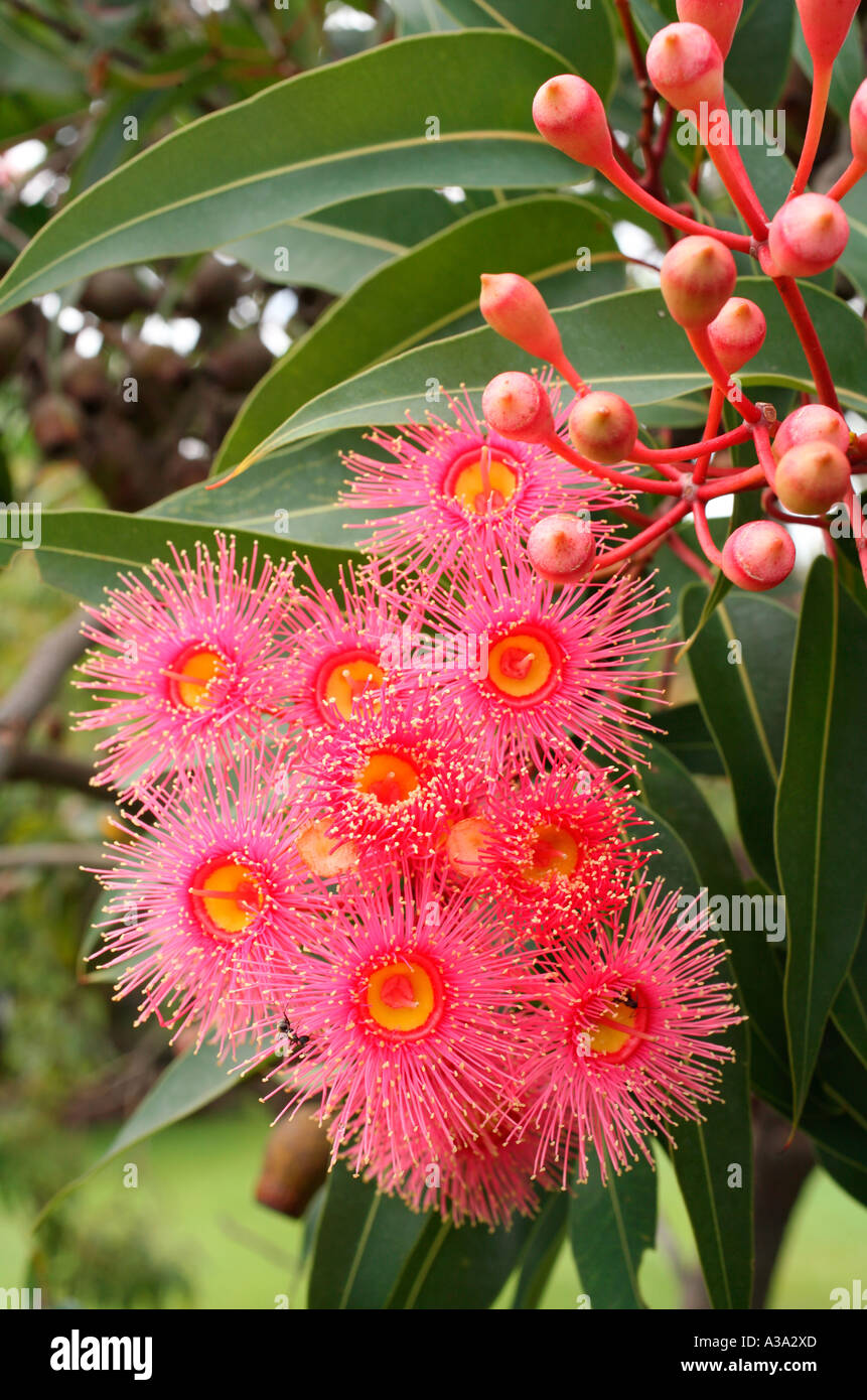 Pink Gum or Eucalypt blossoms Stock Photo