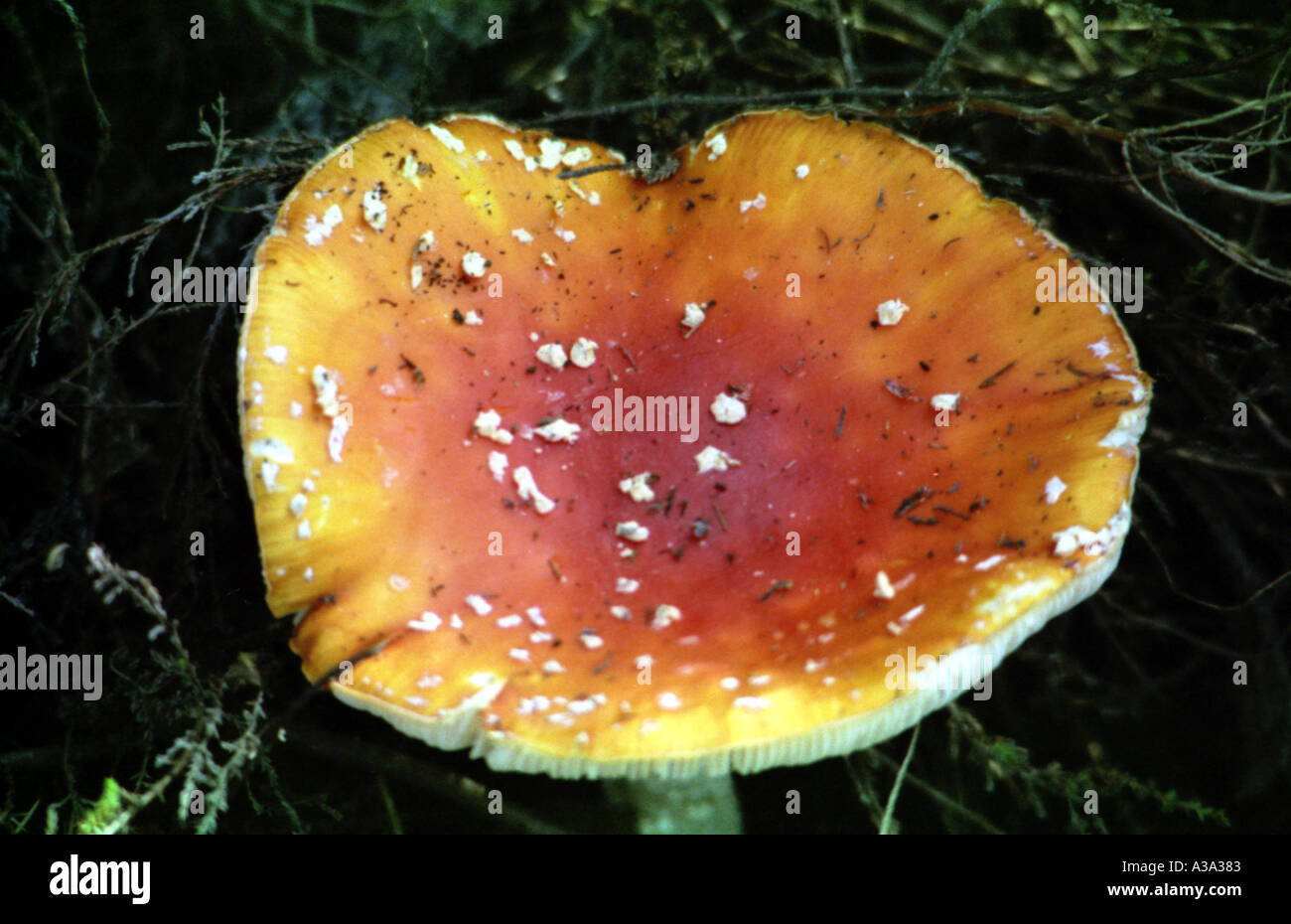 toadstool Stock Photo