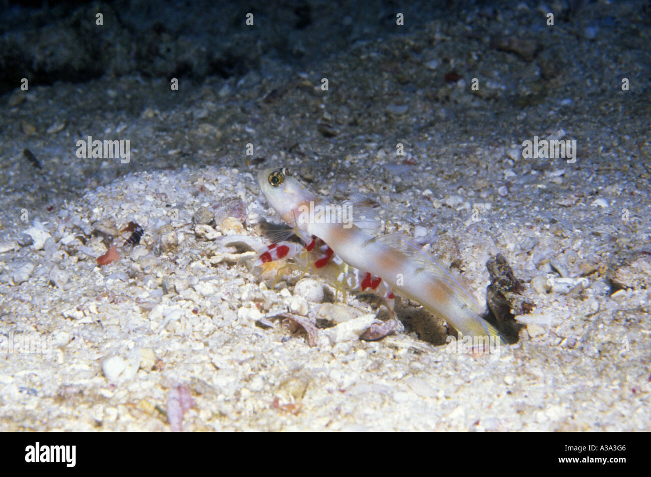 Goby with Shrimp Stock Photo