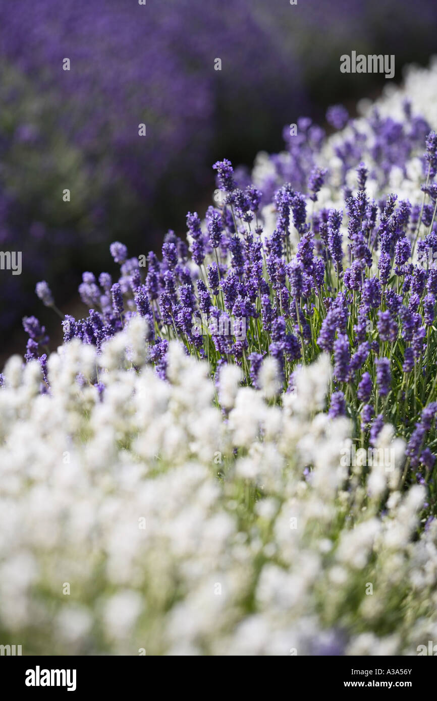 Lavender in flower, Snowshill Lavender, The Cotswolds Stock Photo