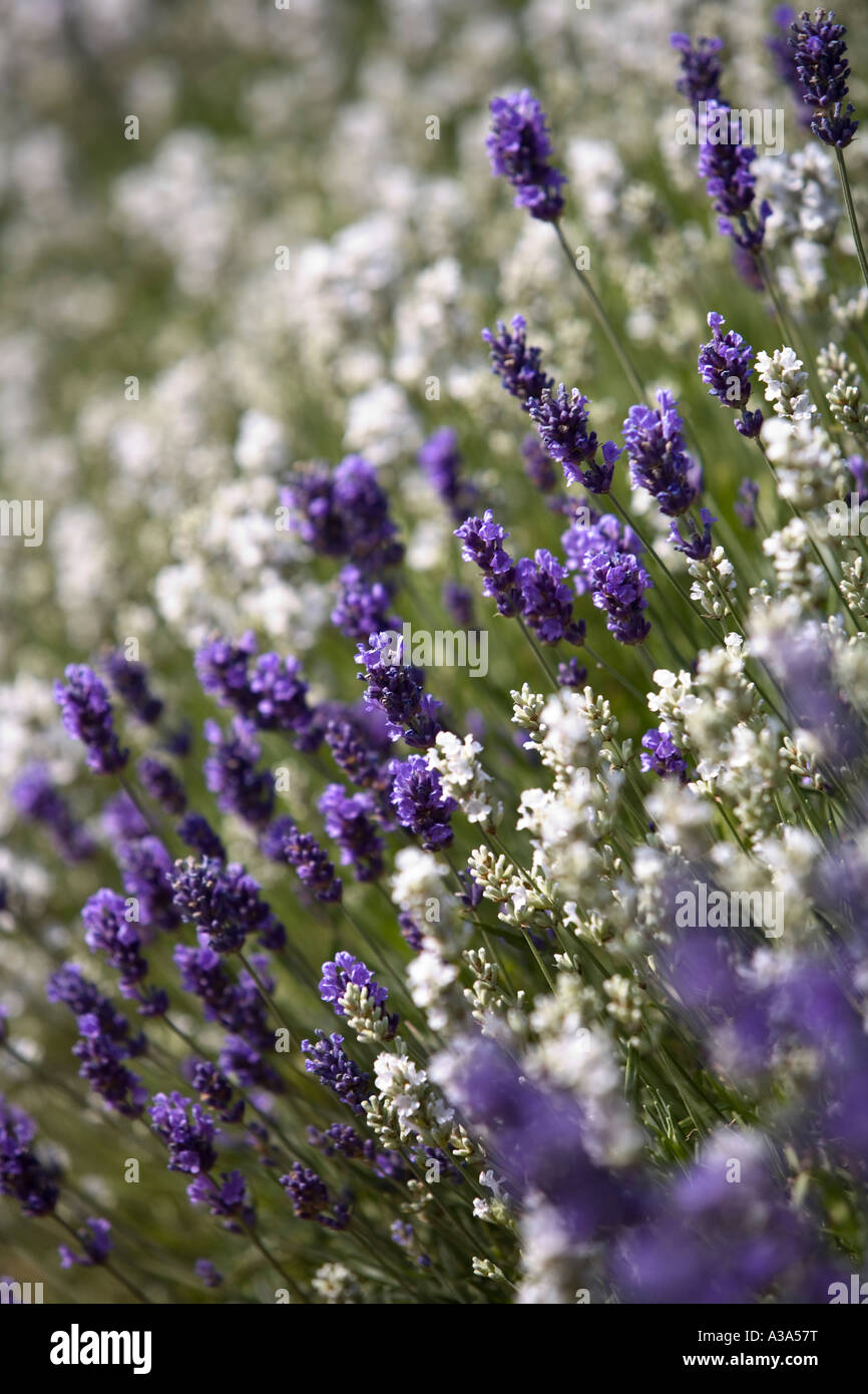 Close-up of Lavender in flower, Snowsill Lavender, The Cotswolds Stock Photo