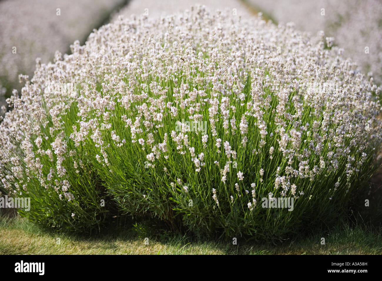 Close-up of white Lavender in flower, Snowsill Lavender, The Cotswolds Stock Photo