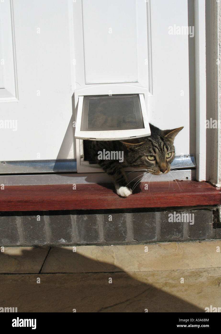 Cat coming out flap in door Stock Photo Alamy