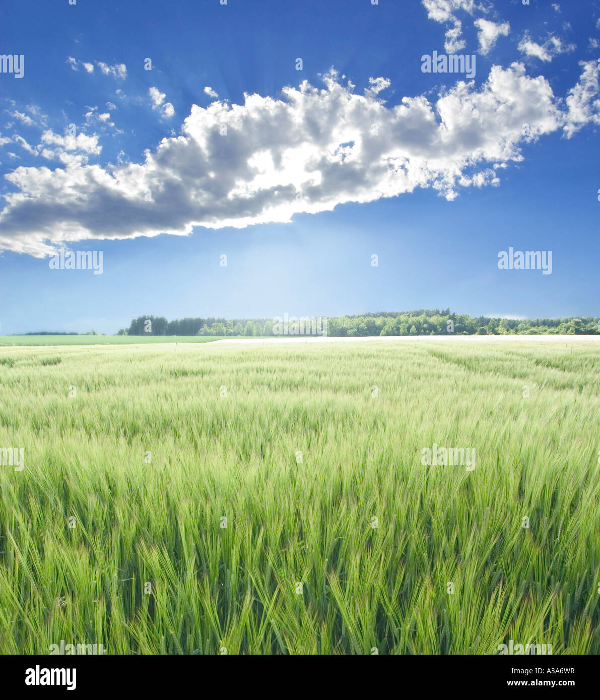 fine weather over green fields in sunshine Bavaria 10 miles south of Munich Germany Europe Stock Photo