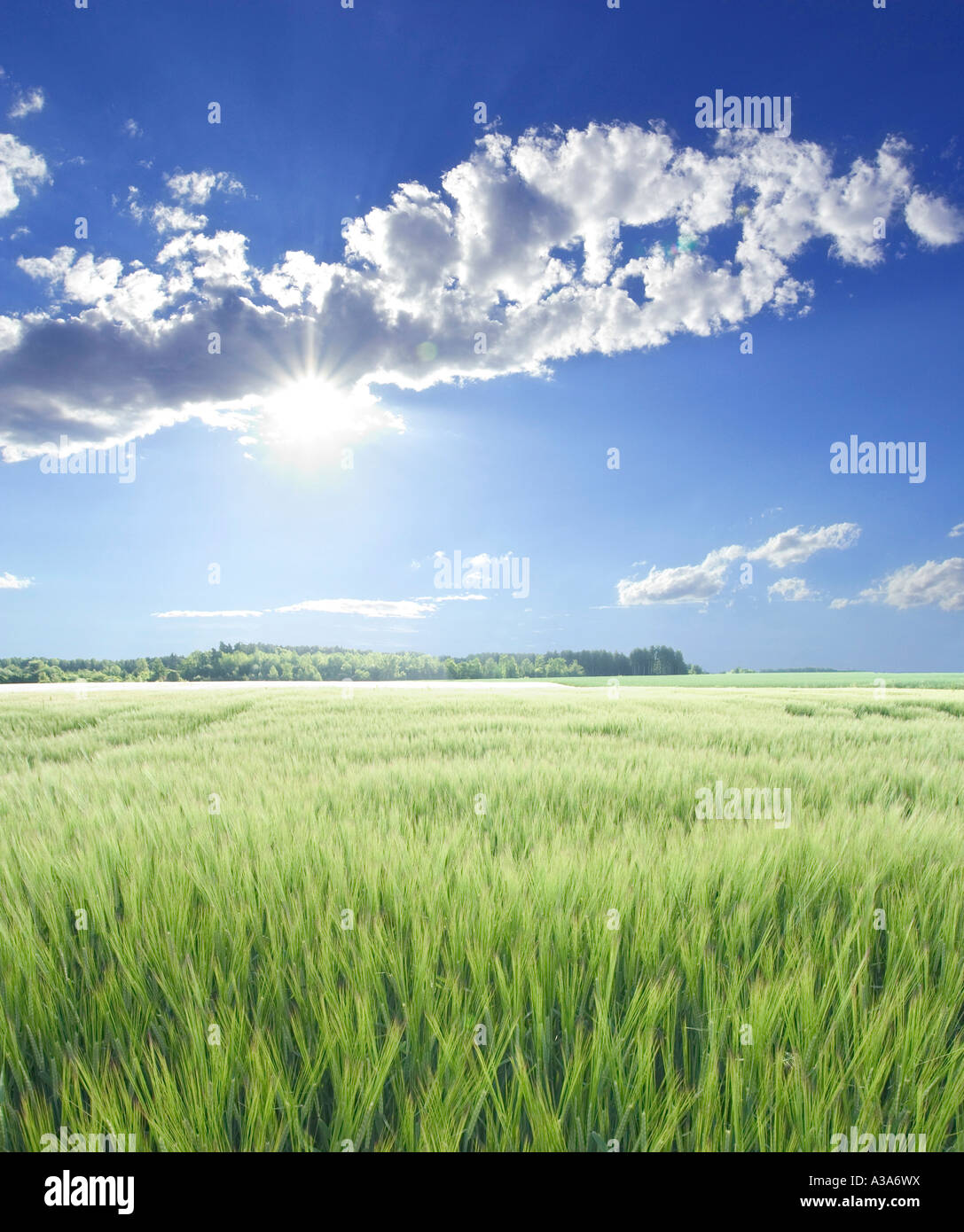 fine weather over green fields in sunshine Bavaria 10 miles south of Munich Germany Europe Stock Photo