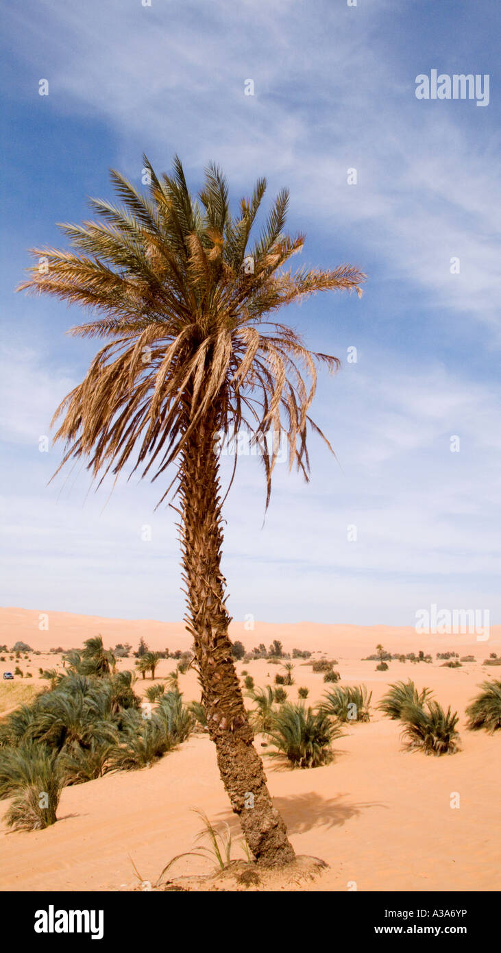 Palm Tree in the Sahara Desert Libya Stock Photo Alamy