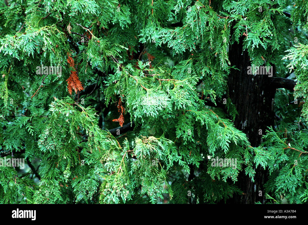 cedar tree Stock Photo