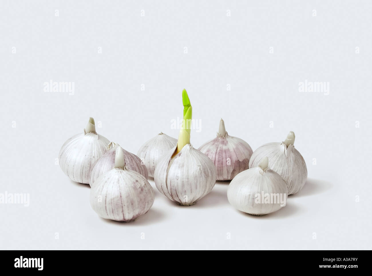 Sprouting bulbs of chinese garlic Stock Photo Alamy