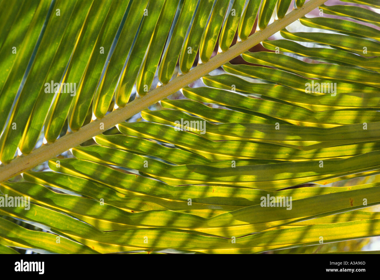 Delicate design of leaves hi-res stock photography and images - Alamy